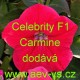 Petúnie mnohokvětá Celebrity F1 Carmine