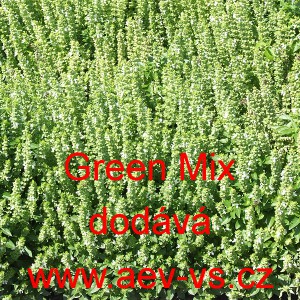 Bazalka pravá vonná Green Mix