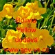 Lichořeřišnice větší Bolivia Yellow