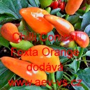 Paprika křovitá pálivá Chilli Conical Foxta Orange