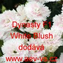 Hvozdík karafiát Dynasty F1 White Blush