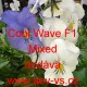 Maceška zahradní převislá Cool Wave F1 Mixed