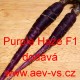 Mrkev obecná hybridní Purple Haze F1