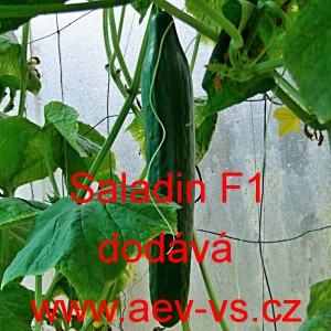 Okurka setá salátová hybridní "hadovka" do skleníku Saladin F1
