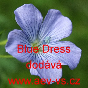 Len velkokvětý Blue Dress