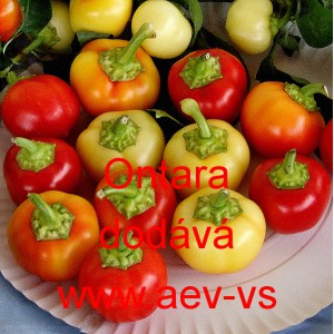 Paprika roční zeleninová Ontara