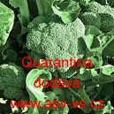 Brokolice Quarantina