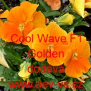 Maceška zahradní převislá Cool Wave F1 Golden
