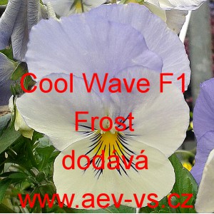 Maceška zahradní převislá Cool Wave F1 Frost