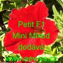 Petunia hybrida Petit F1 Mini Mixed