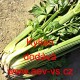 Celer řapíkatý Kylian