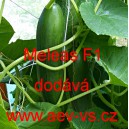 Okurka setá salátová hybridní "hadovka" do skleníku Meleas F1