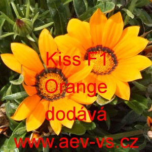 Úborovka zářivá, gazánie pevná Kiss F1 Orange
