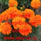 Aksamitník rozkladitý Bonanza Deep Orange