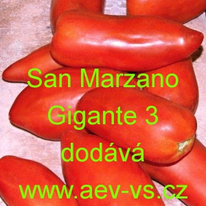 Rajče tyčkové San Marzano Gigante 3