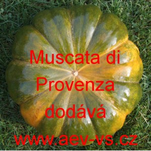 Tykev muškátová Moscata di Provenza