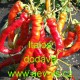 Paprika roční zeleninová Italos