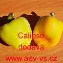 Paprika roční zeleninová Calipso