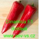 Paprika roční zeleninová hybridní Dinamica F1