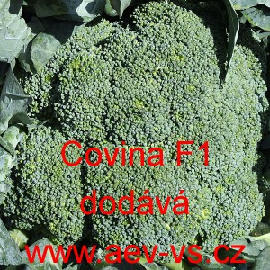 Brokolice hybridní Covina F1