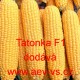 Kukuřice cukrová hybridní Tatonka F1