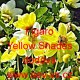 Jiřinka proměnlivá Figaro Yellow Shades