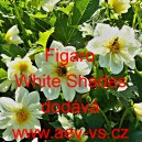 Jiřinka proměnlivá Figaro White Shades