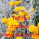 Santolina rozmarýnolistá Yellow