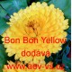 Měsíček lékařský Bon Bon Yellow