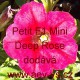 Petunia hybrida Petit F1 Mini Deep Rose