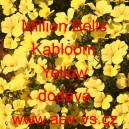 Calibrachoa Million Bells Kabloom Yellow