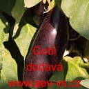 Lilek vejcoplodý baklažán Gobi