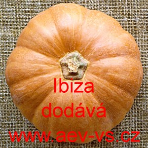 Tykev pižmová muškátová Ibiza