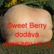 Tykev pižmová muškátová Sweet Berry
