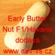 Tykev pižmová muškátová hybridní Early Butter Nut F1/Havana