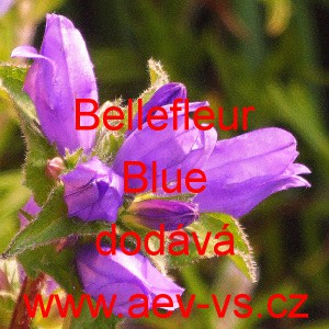 Zvonek klubkatý Bellefleur Blue