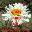 Kopretina největší zkřížená Crazy Daisy