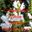 Řetězovka viržinská Crystal Peak White