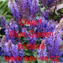 Šalvěj nádherná Dwarf Blue Queen