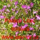 Lobelka drobná Riviera Lilac