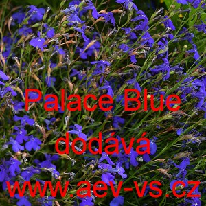 Lobelka drobná Palace Blue