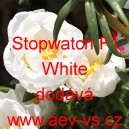 Šrucha velkokvětá Stopwatch F1 White