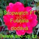 Šrucha velkokvětá Stopwatch F1 Fuchsia