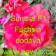 Šrucha velkokvětá Sundial F1 Fuchsia