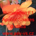 Kysala velkokvětá, hlíznatá, begónie Illumination F1 Apricot Shades 