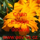 Aksamitník vzpřímený Crush Papaya