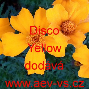 Aksamitník rozkladitý Disco Yellow