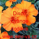 Aksamitník rozkladitý Disco Orange
