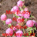 Pestrovka kulovitá, věkostráz Mini Buddy Rose