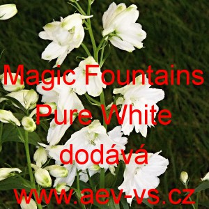 Ostrožka vyvýšená Magic Fountains Pure White